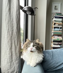 Milène's cat, Plato, 2023 (photo by Milène J. Fernández)